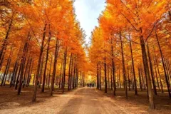 Il viale di metasequoie dell'isola di Nami in autunno