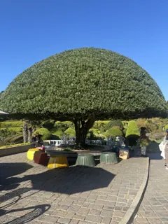 Il grande albero secolare di Geoje, sopra una piazzetta